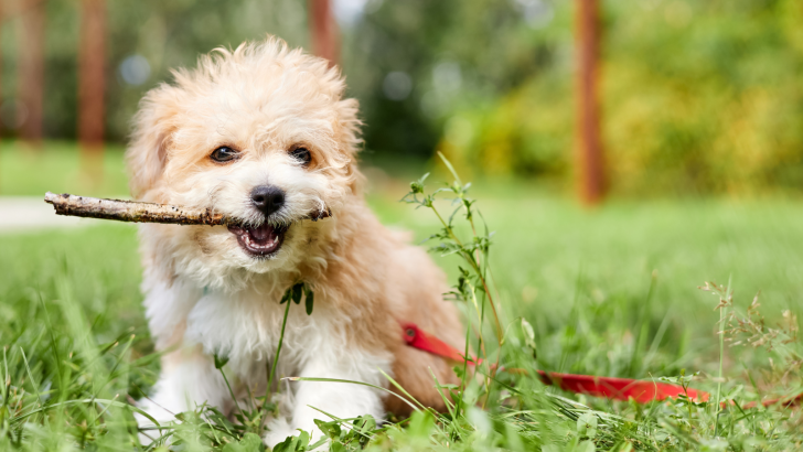 7 Best Maltipoo Breeders In Toronto, Canada