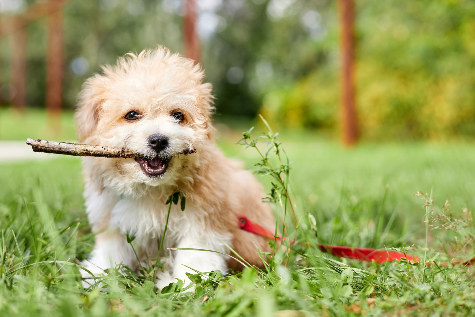 Maltipoo is sitting on the grass with a tree in its mouth