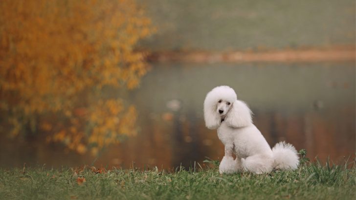 7 Best Moyen Poodle Breeders In America