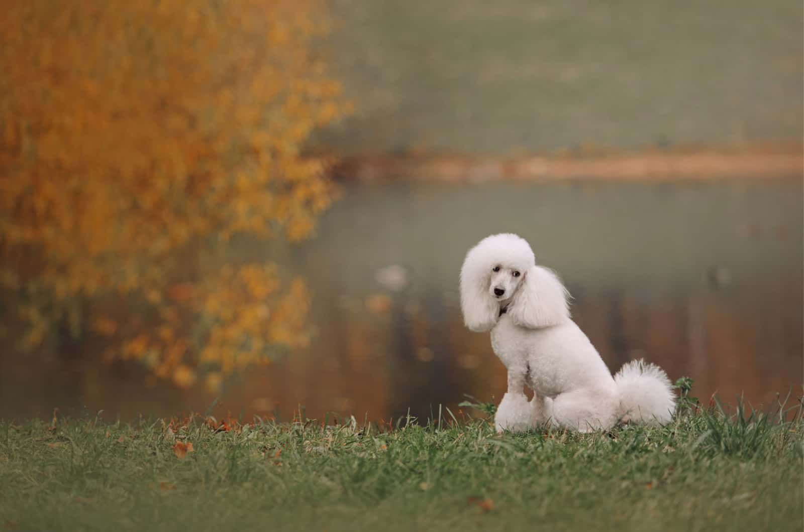 white moyen poodle