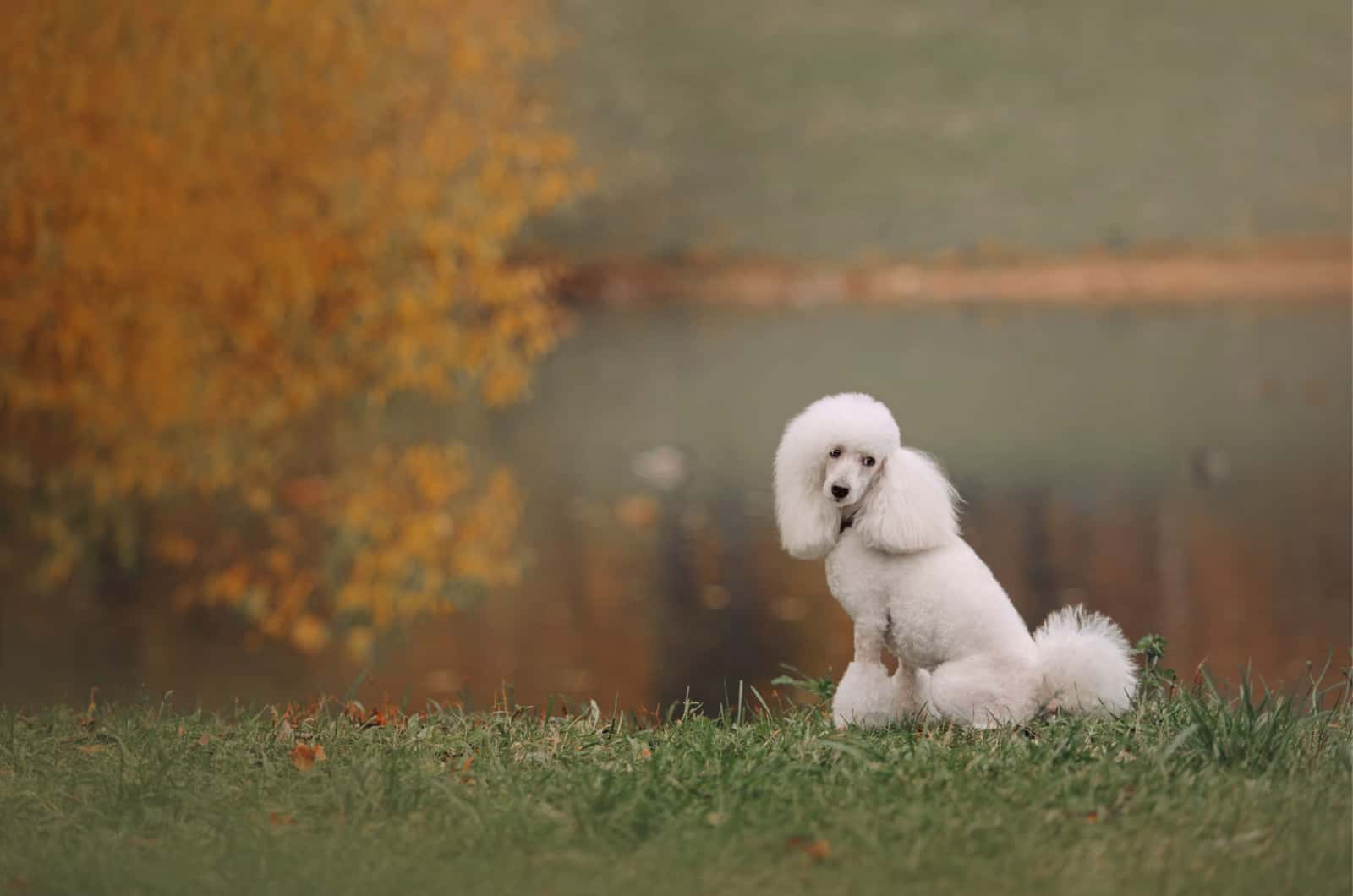 7 Best Moyen Poodle Breeders In America