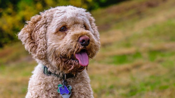 7 Cockapoo Breeders In Texas Waiting For Your Call
