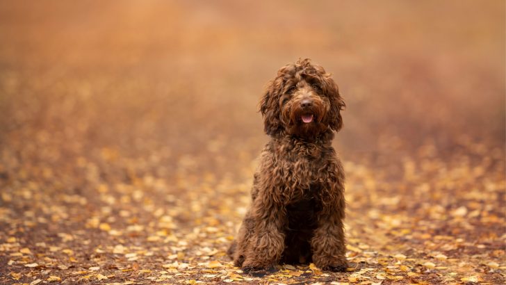 7 Cockapoo Breeders: The Best Of The Prairie State