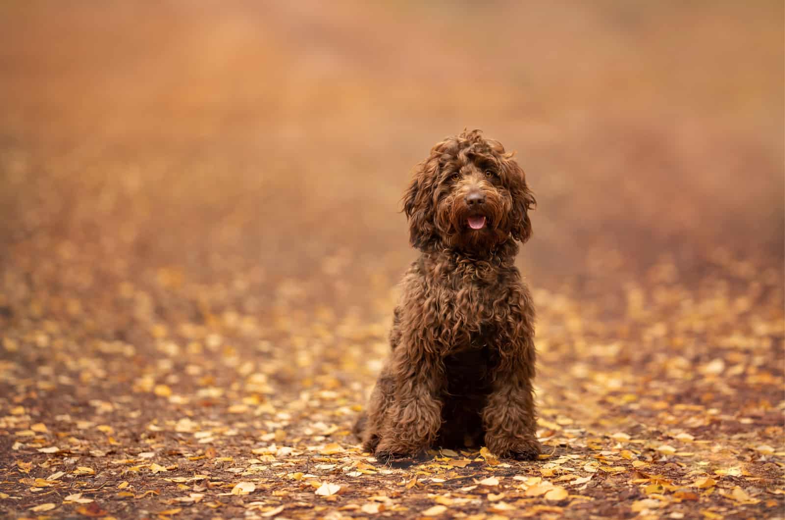 photo of a cockapoo in the park