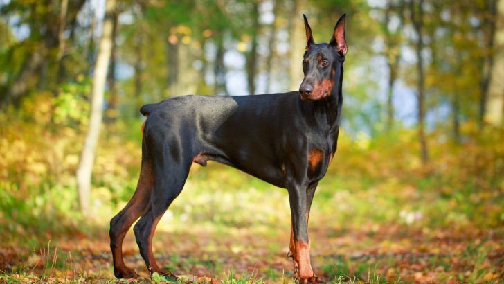 7 Great Doberman Breeders In Wisconsin