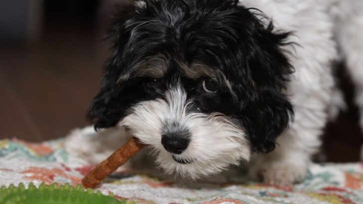 7 Healthiest And Best Treats For Cavapoo Puppies