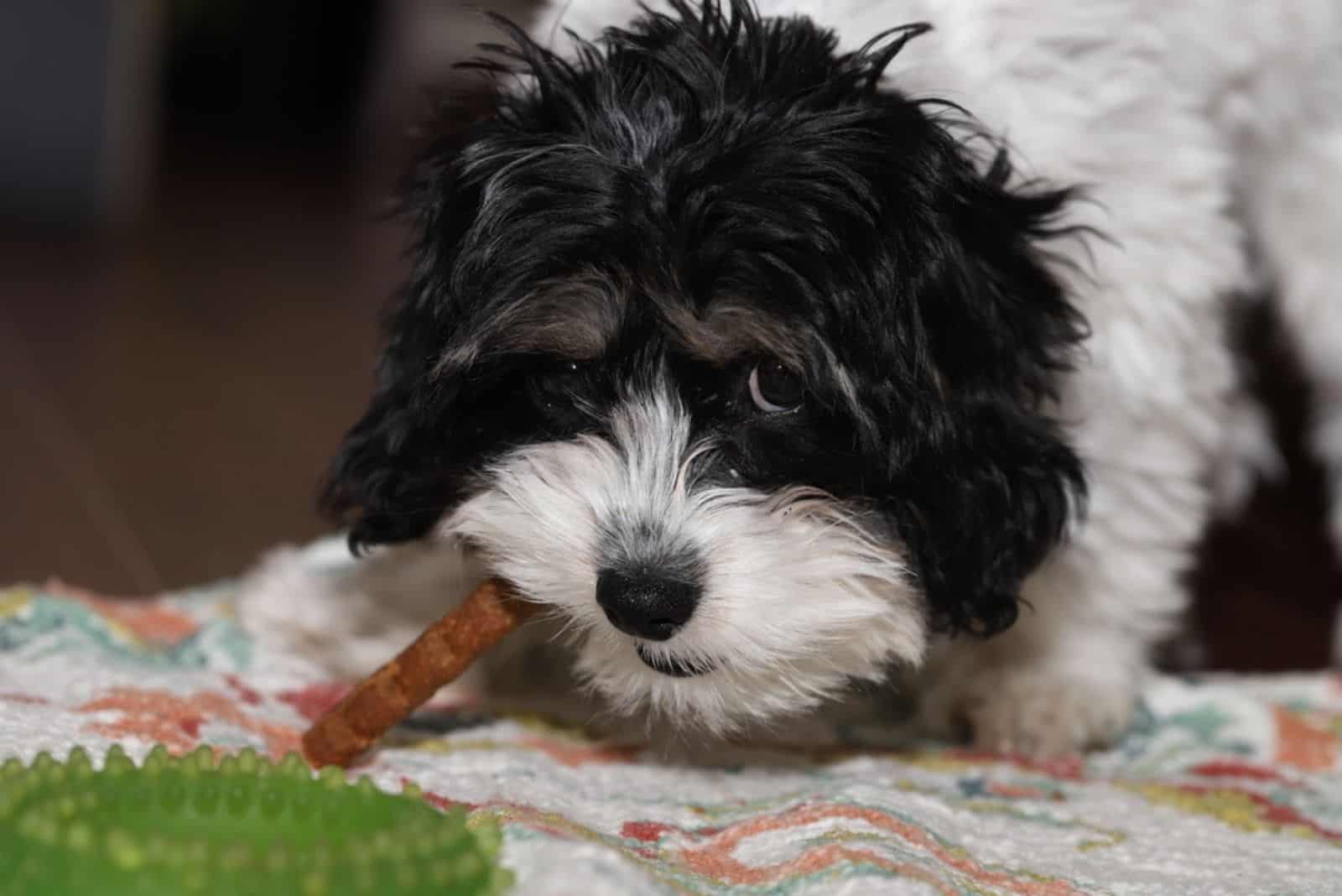 cavapoo chewing a treat