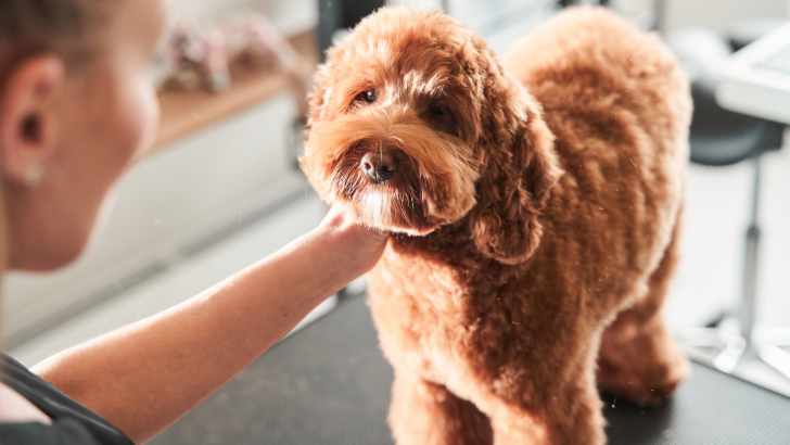 7 Labradoodle Haircuts You Won’t Be Able To Resist