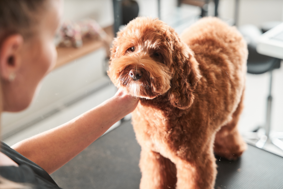 Labradoodle Kapper 7 Labradoodle Haircuts You Won’t Be Able To Resist