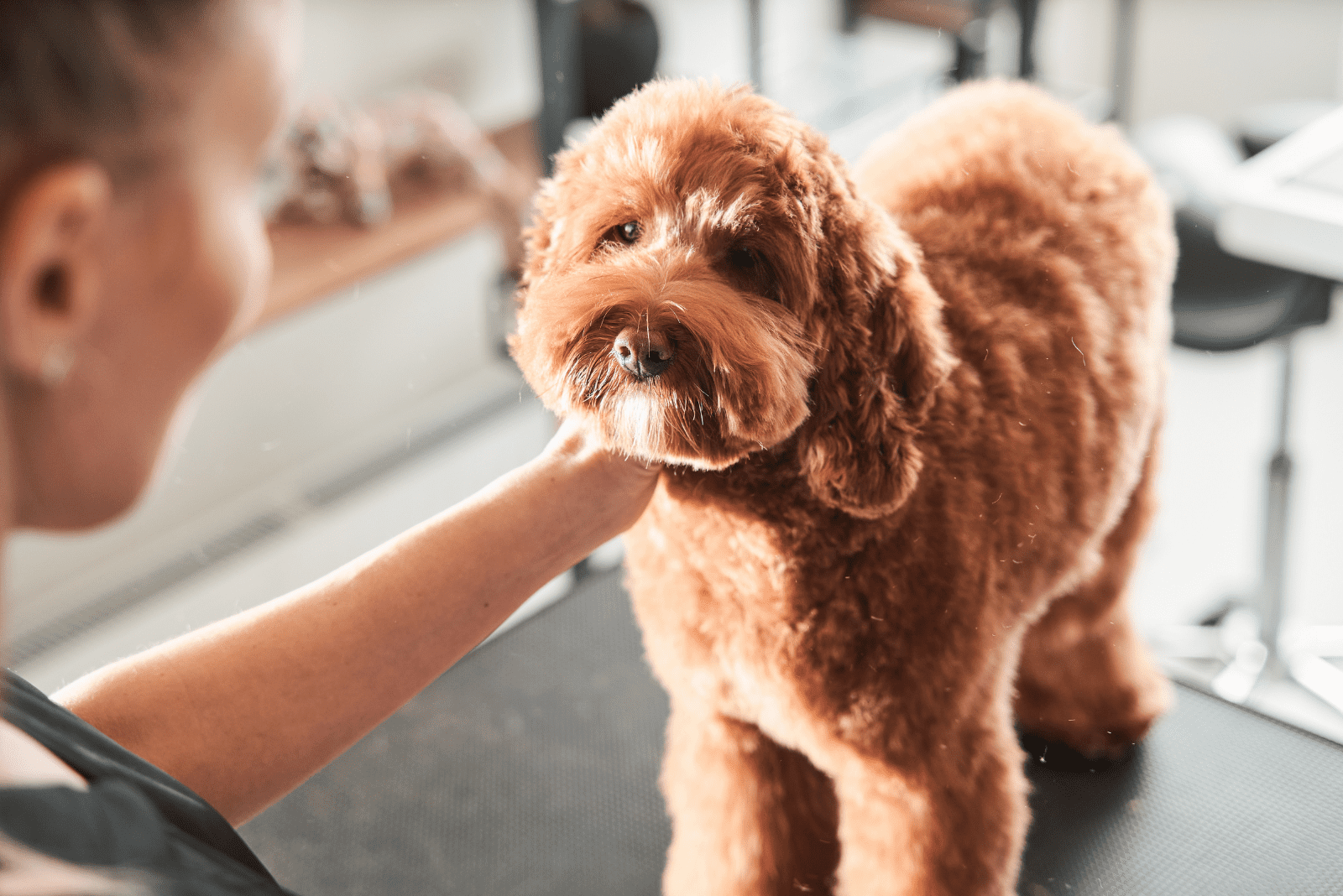 Labradoodle getting a haircut at the vet