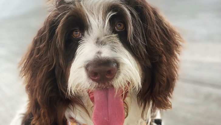 7 Newfypoo Breeders With The Doodliest Doodles