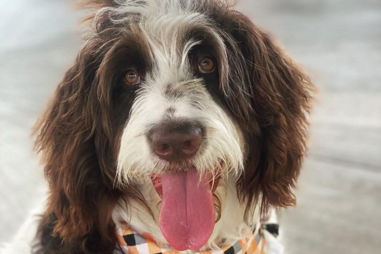 newfypoo dog with tongue out