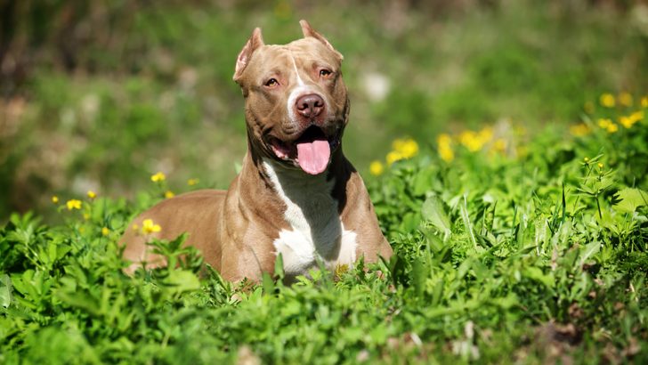 7 Pitbull Breeders In California You Need To Check Out
