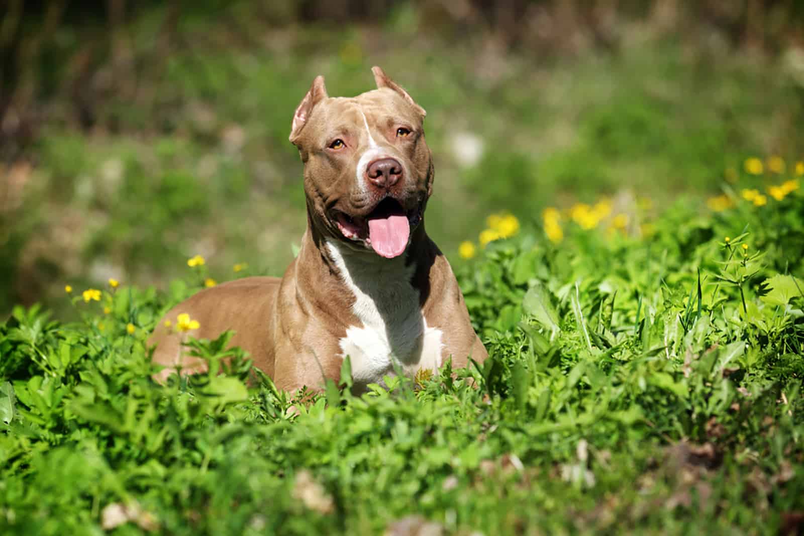 american pitbull dog on a meadow