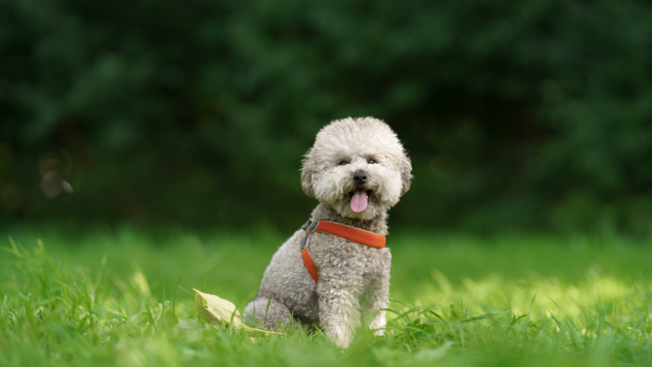 7 Poodle Breeders In Michigan – Only The Best For You
