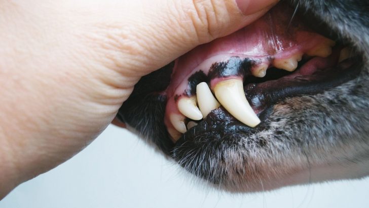 7 Reasons For Dog Black Gums That You Need To Know About