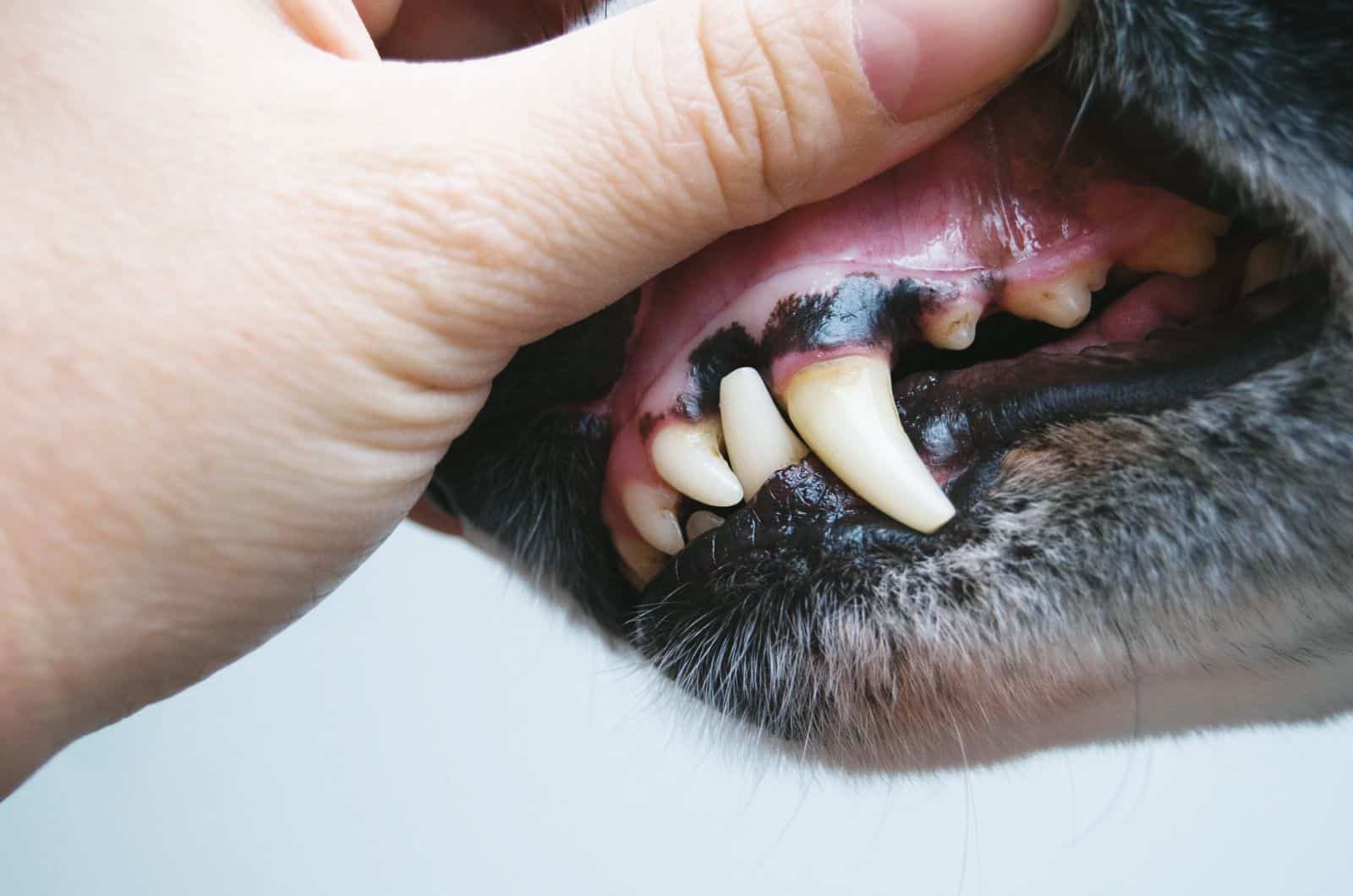 7 Reasons For Dog Black Gums That You Need To Know About