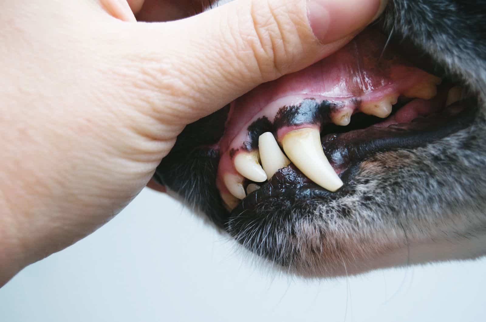 owner holding dog's jaw open