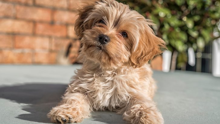 7 Top Cavapoochon Breeders In The U.S.