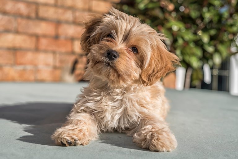 cute cavapoochon puppy
