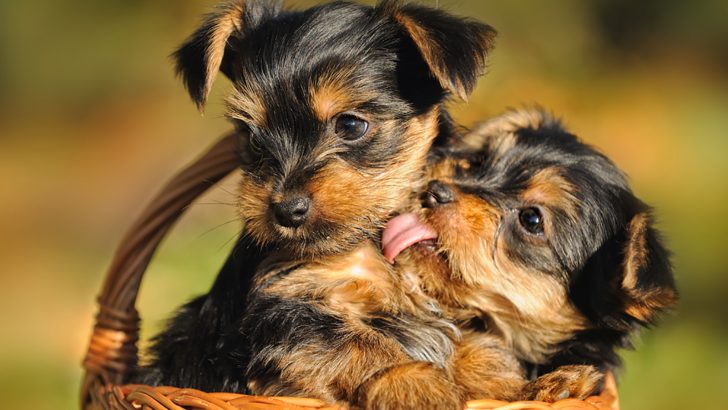 7 Yorkie Breeders In Virginia: The Old Dominion’s Best