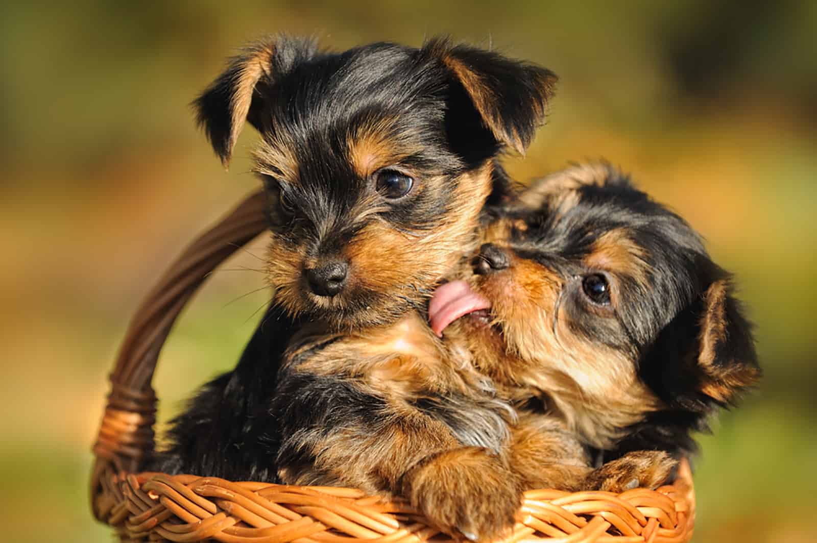 7 Yorkie Breeders In Virginia: The Old Dominion’s Best