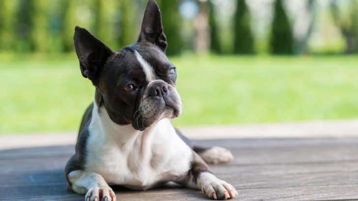 8 Best Boston Terrier Breeders In Florida