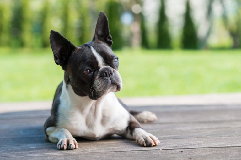 Boston terrier dog on brown terrace