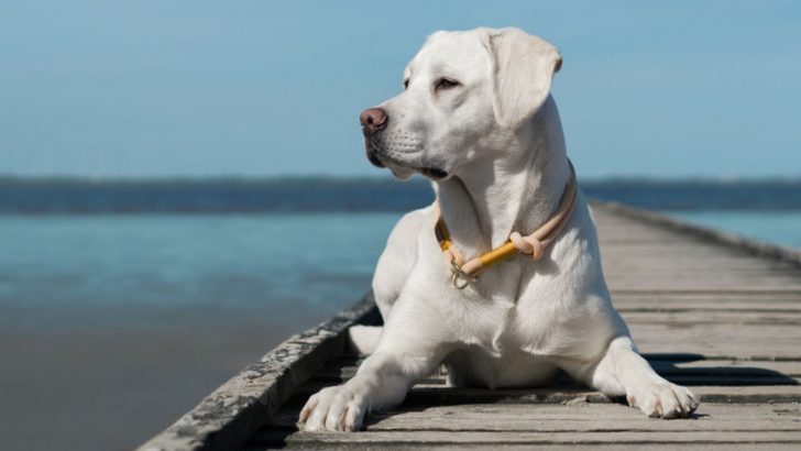 8 Best Labrador Breeders In Florida