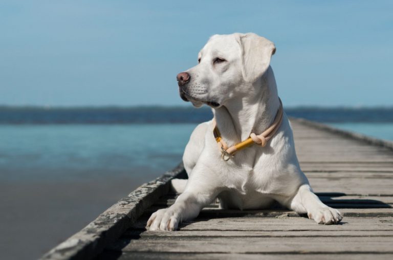 labrador retriever on the beach