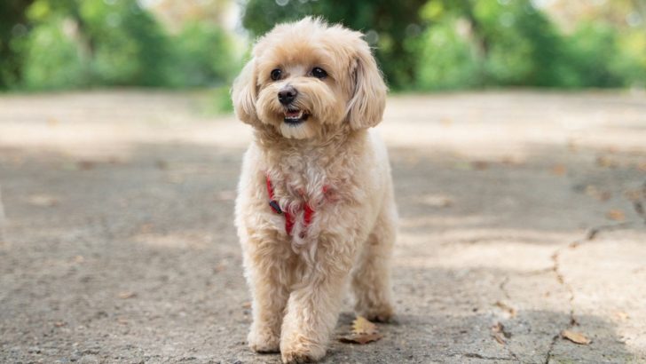 7 Best Maltipoo Breeders In Florida You Can Trust