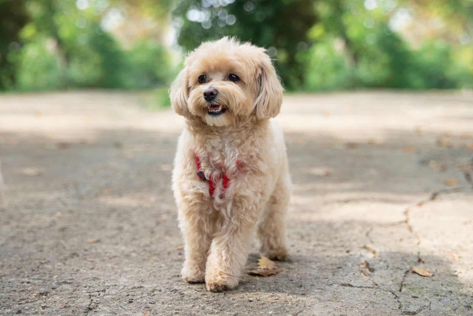 cute maltipoo in the wood