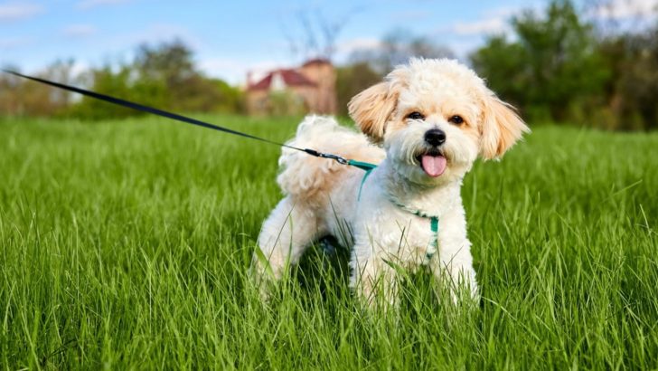 8 Best Maltipoo Breeders In Ontario