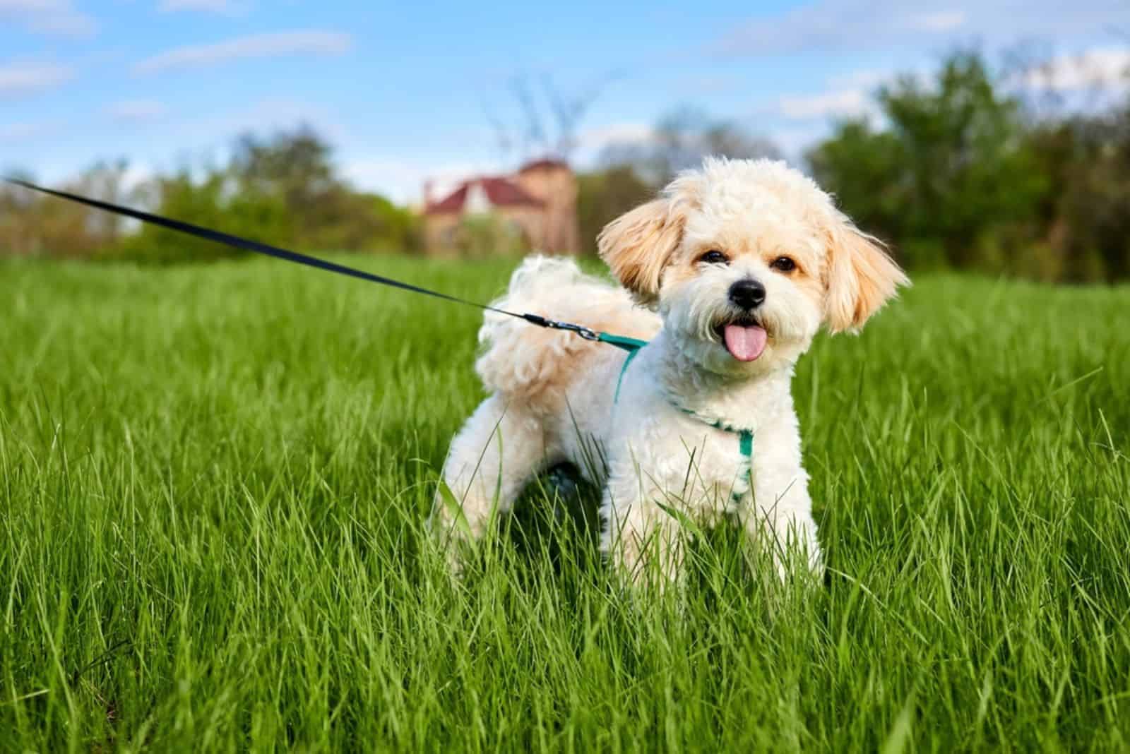 maltipoo dog outdoor