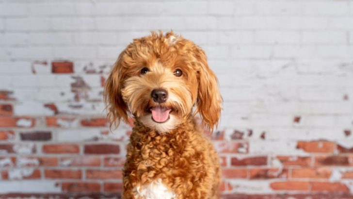 8 Reputable Mini Labradoodle Breeders In The United States