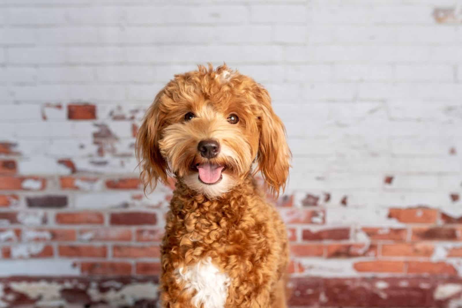 cute mini labradoodle