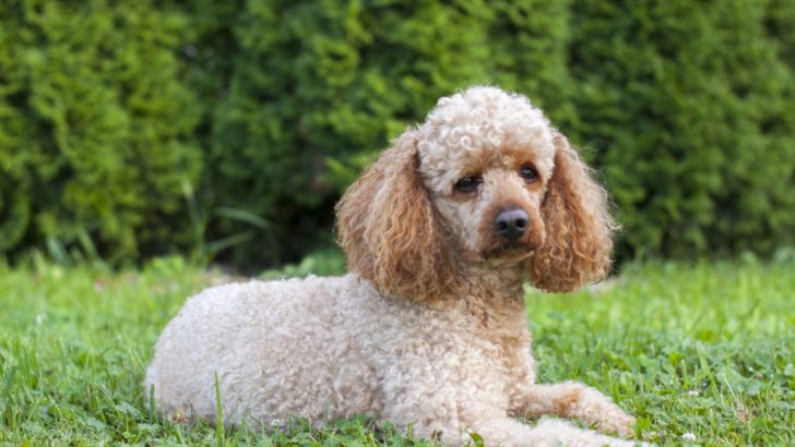 8 Reputable Poodle Breeders In Colorado