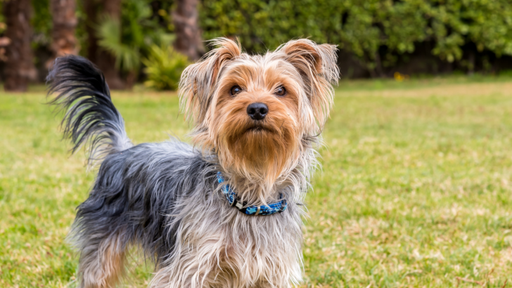 8 Yorkie Breeders In Florida That You Can Trust