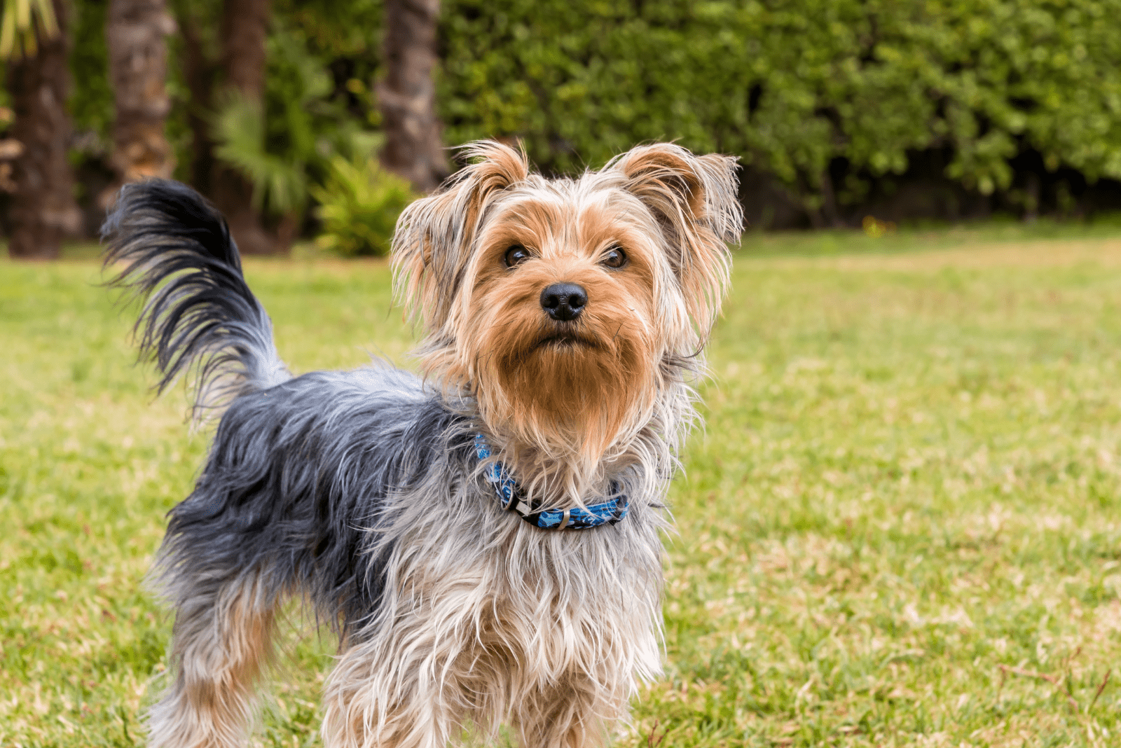 Yorkie standing in the meadow