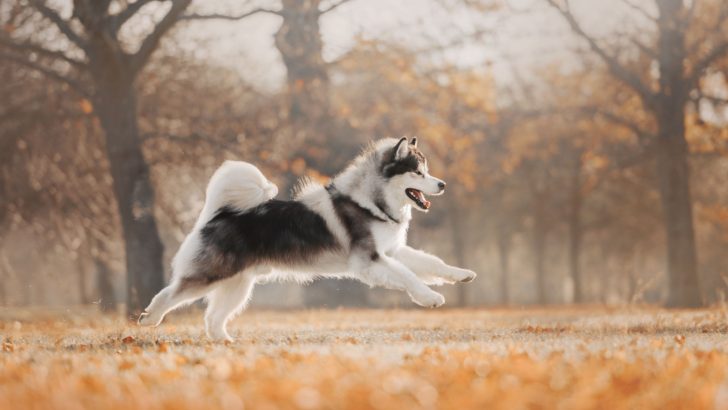 9 Alaskan Malamute Colors That Will Take Your Breath Away