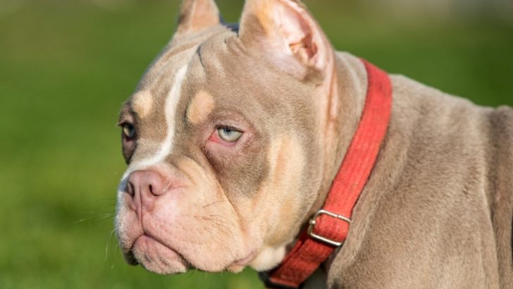 9 Best Harness For American Bully Dogs On The Market