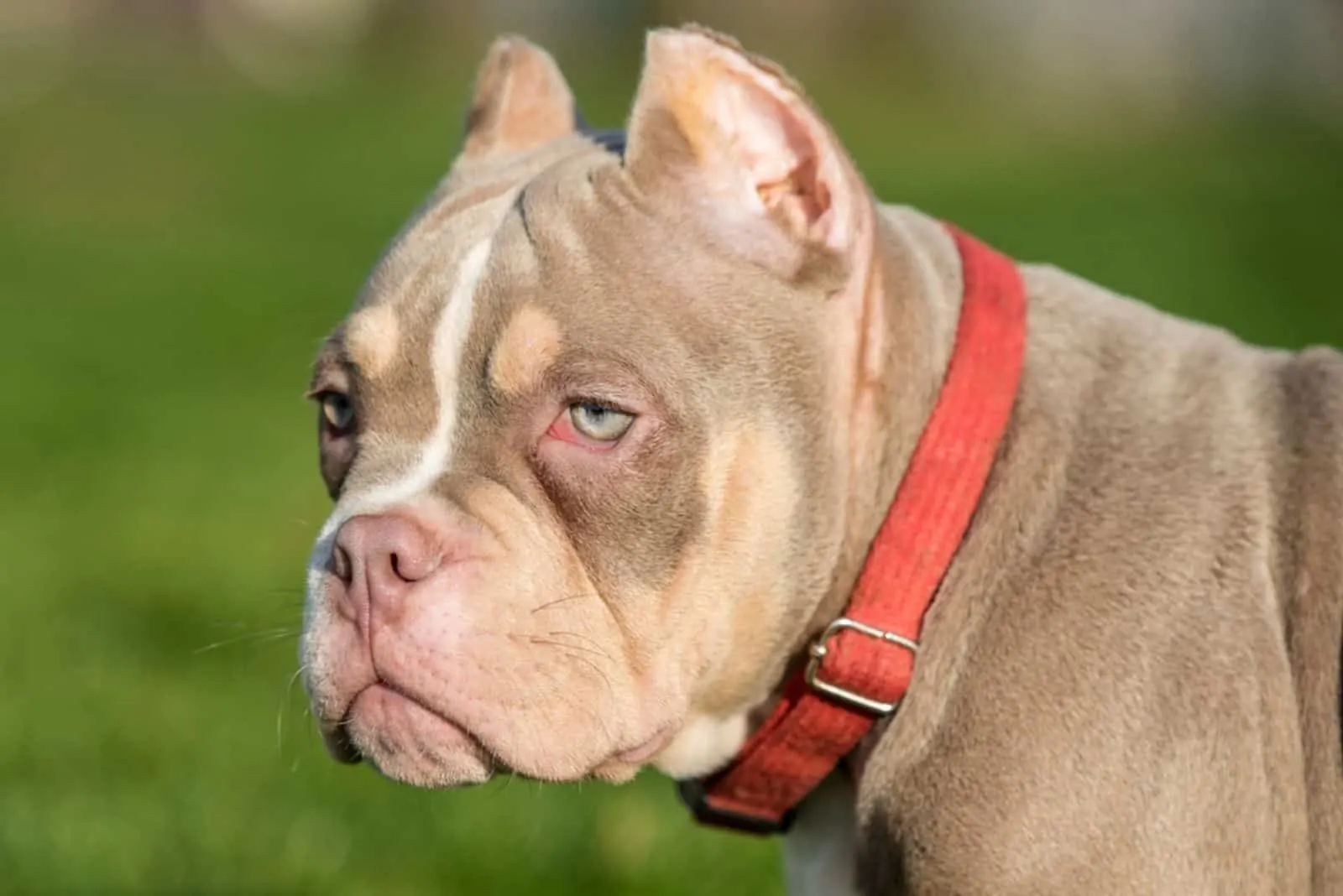 american bully with red harness