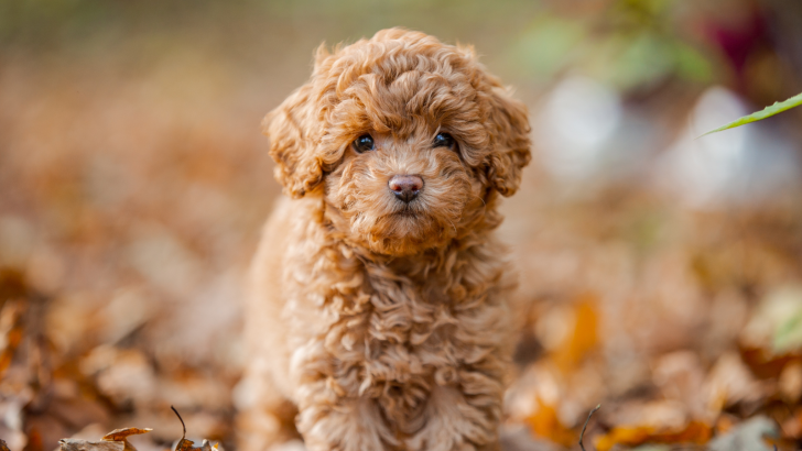 9 Best Poodle Breeders In New Jersey