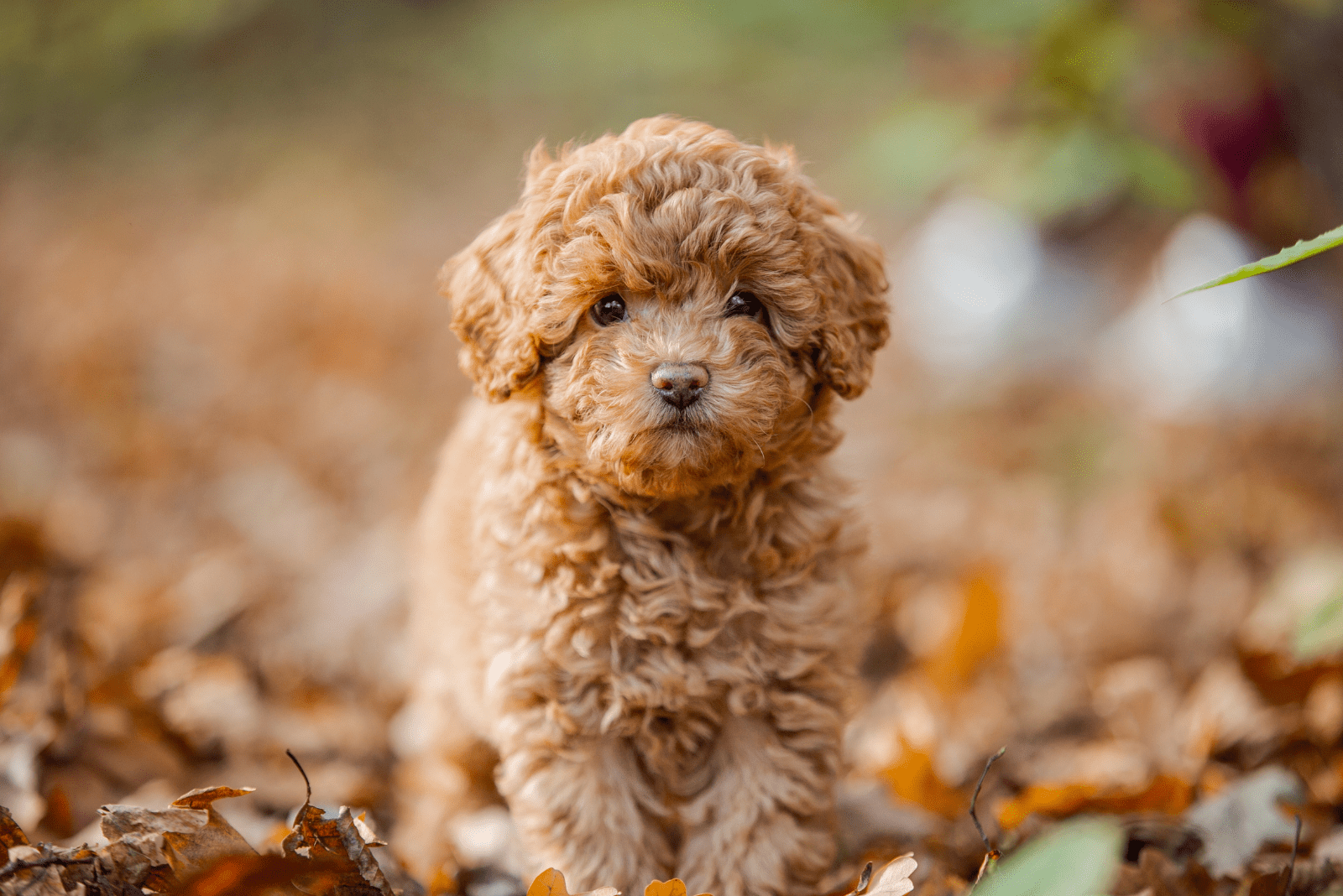 adorable brown poodle sitting in the leaves