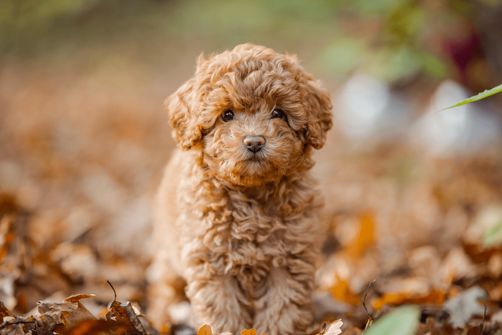 9 Best Poodle Breeders In New Jersey