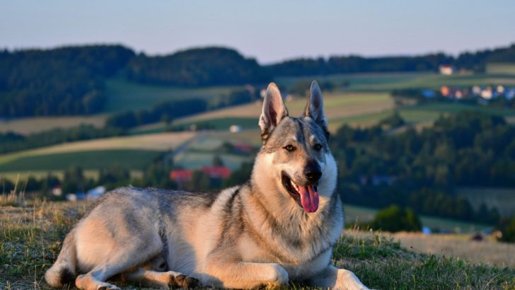 9 Best Wolfdog Breeders In The U.S.