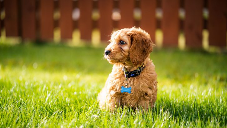 9 Cockapoo Breeders In Ohio You Can Rely On
