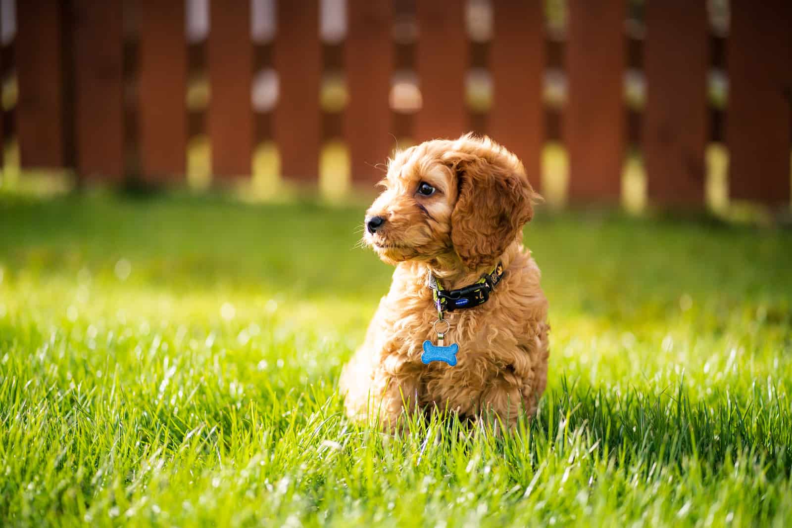 Cockapoo puppy sitting on grass outside