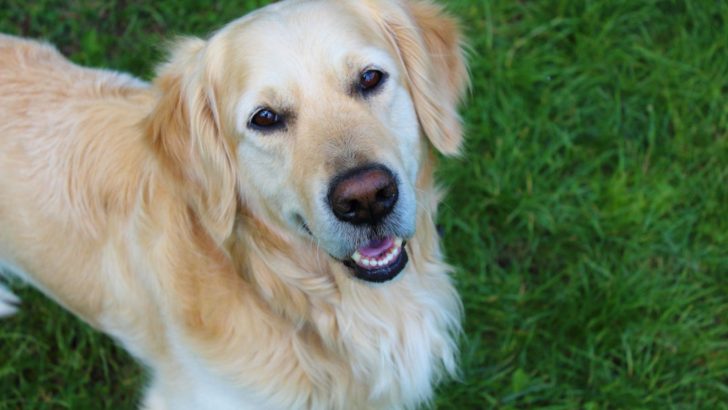 9 Golden Retriever Breeders In Quebec: Province’s Best
