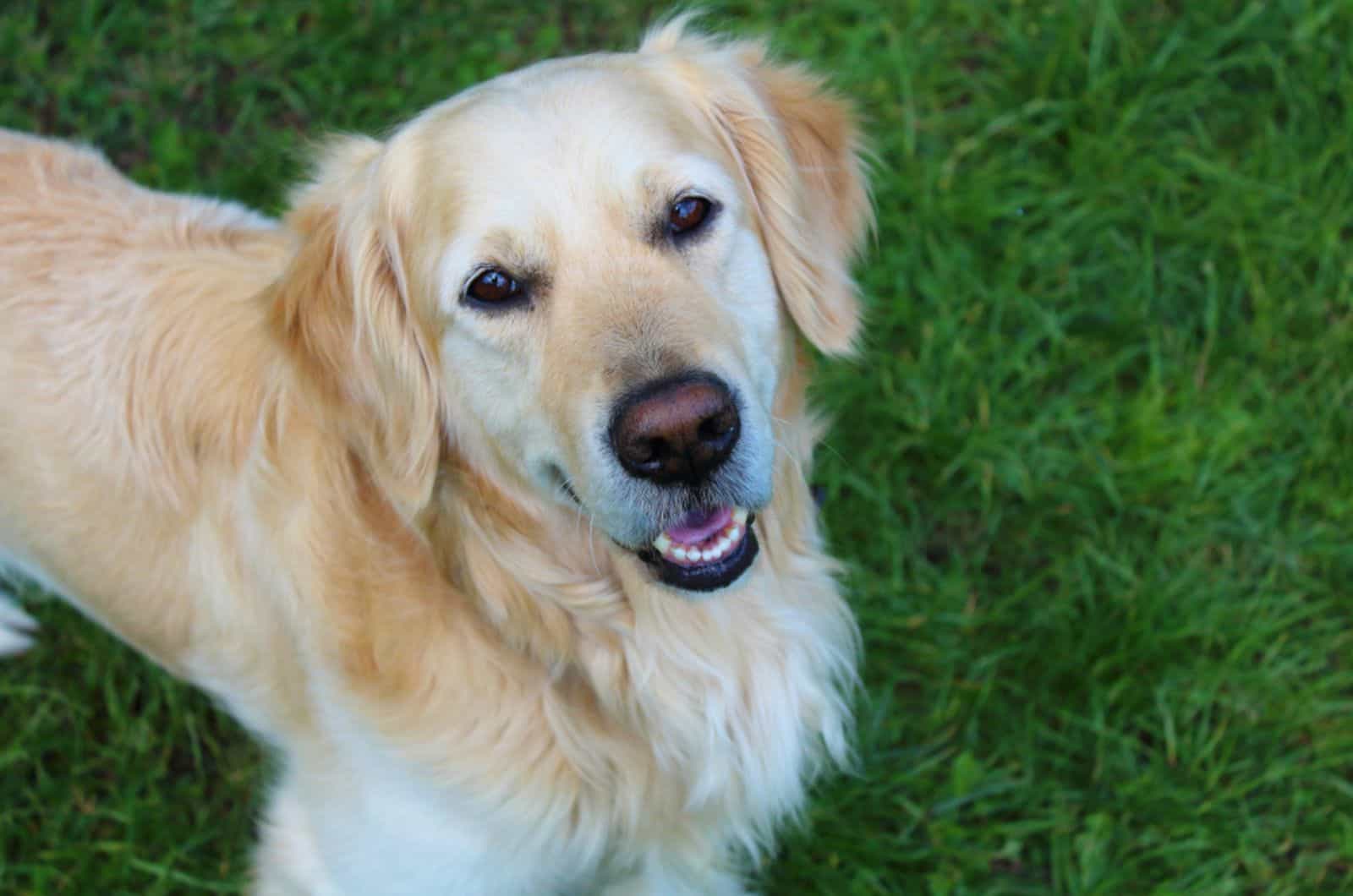 golden retriever dog in the garden